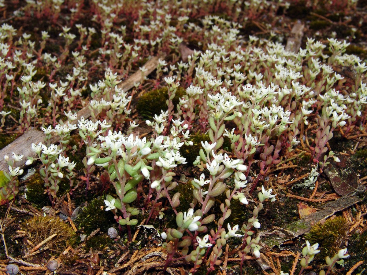 Sedum pusillum 40AcreRock LancasterSC G104.jpg