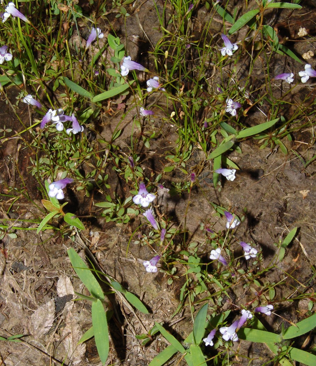 Lindernia monticola HeggiesRock GA G2.jpg