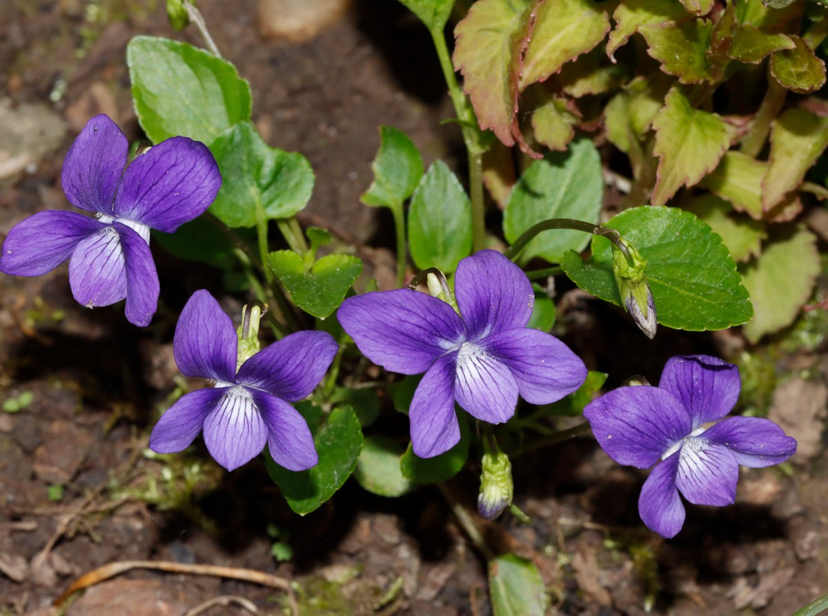 Viola sp blau GartenWe 23 A01.jpg