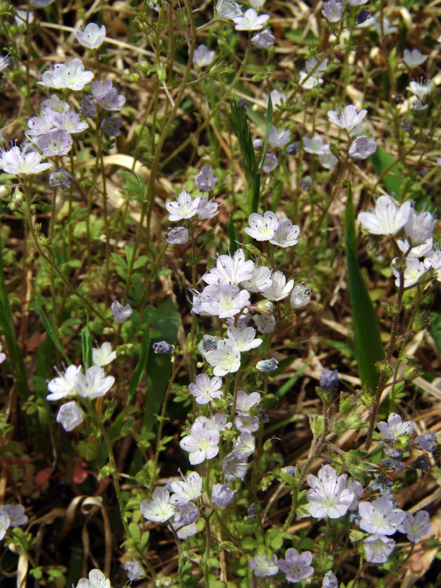 Phacelia dubia HeggiesRock GA G01.jpg