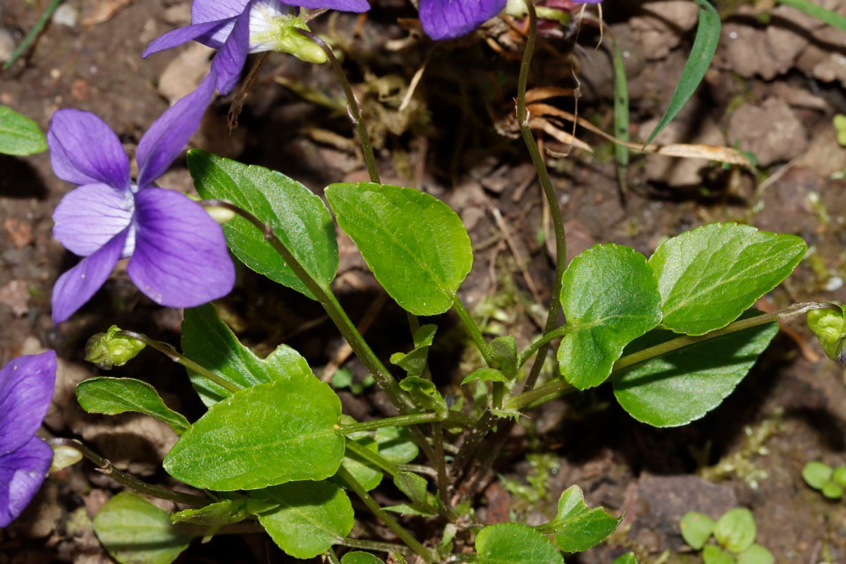 Viola sp blau GartenWe 23 A04.jpg