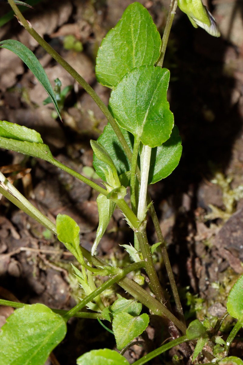 Viola sp blau GartenWe 23 A05.jpg