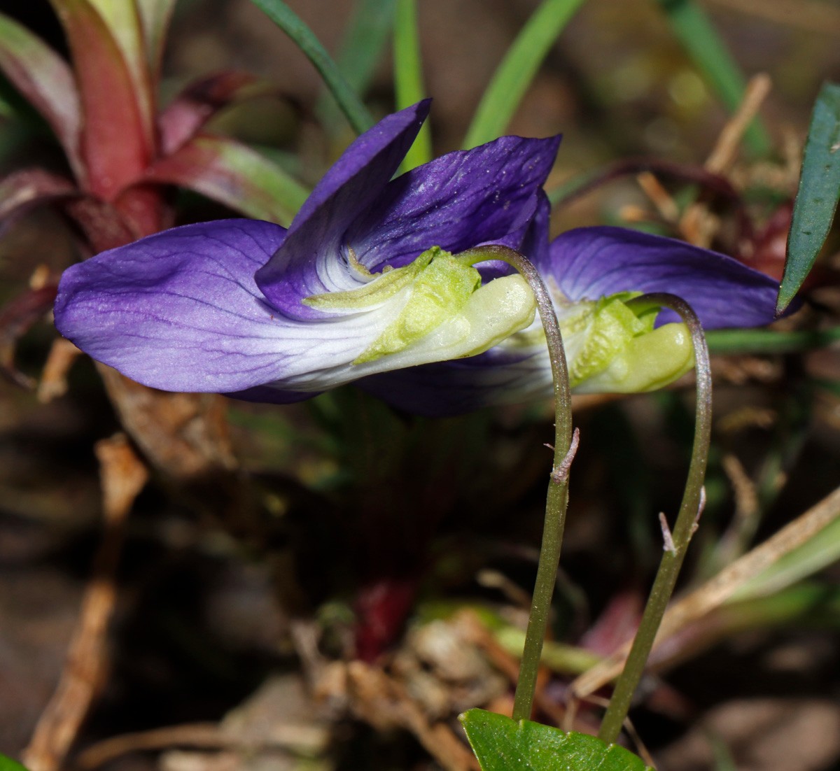 Viola sp blau GartenWe 23 A06.jpg