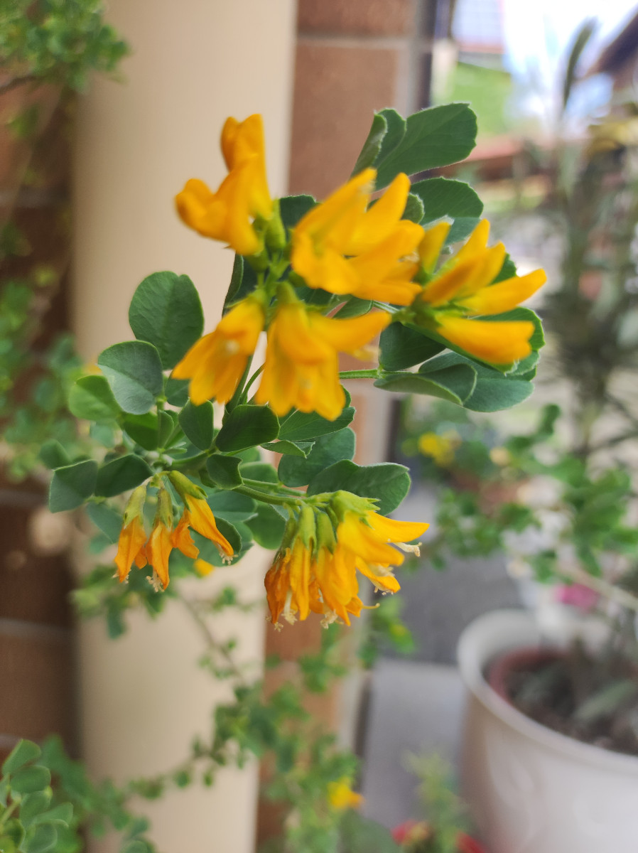 Blüten 2
