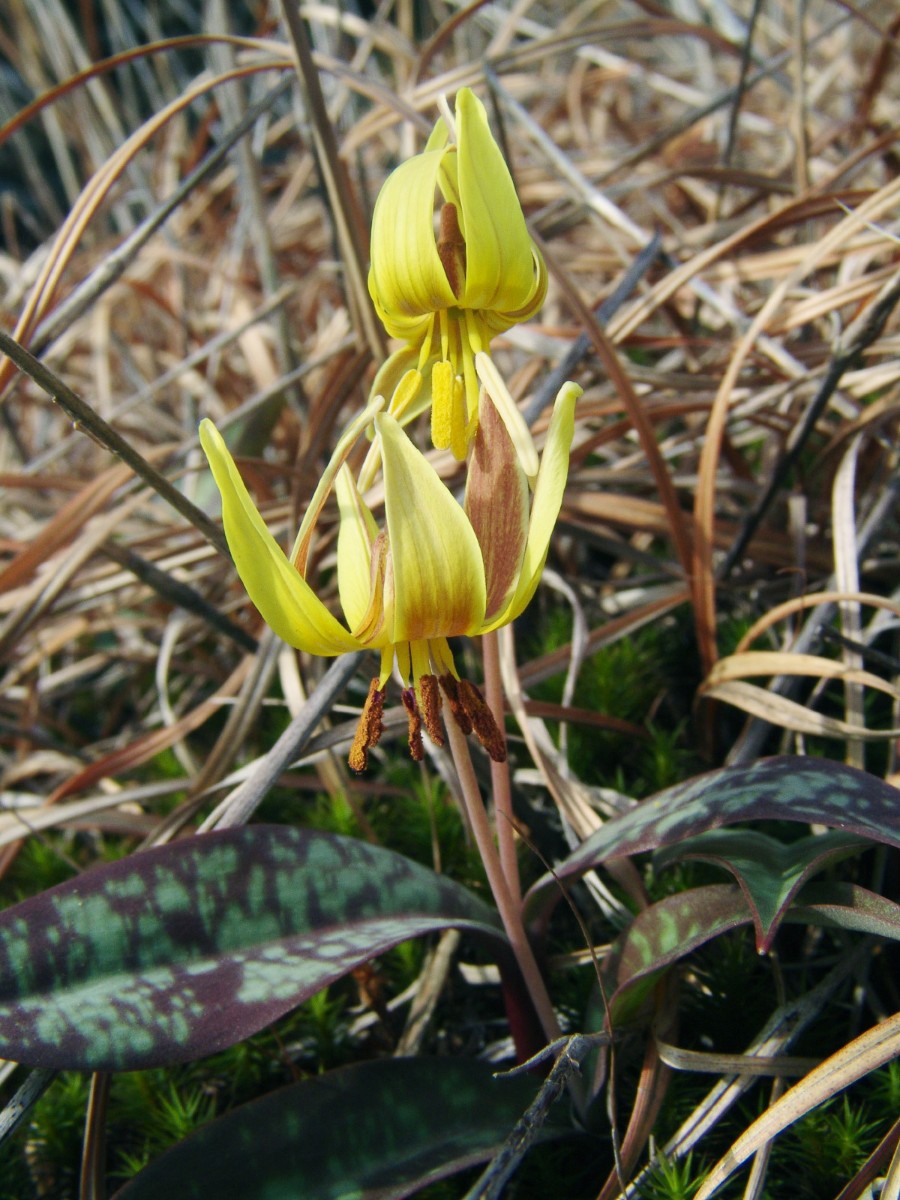 Erythronium umbilicatum 40AcreRock LancasterSC G3.jpg