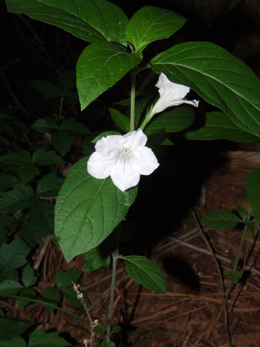 Ruellia purshiana (cf) HeggiesRock GA G1.jpg