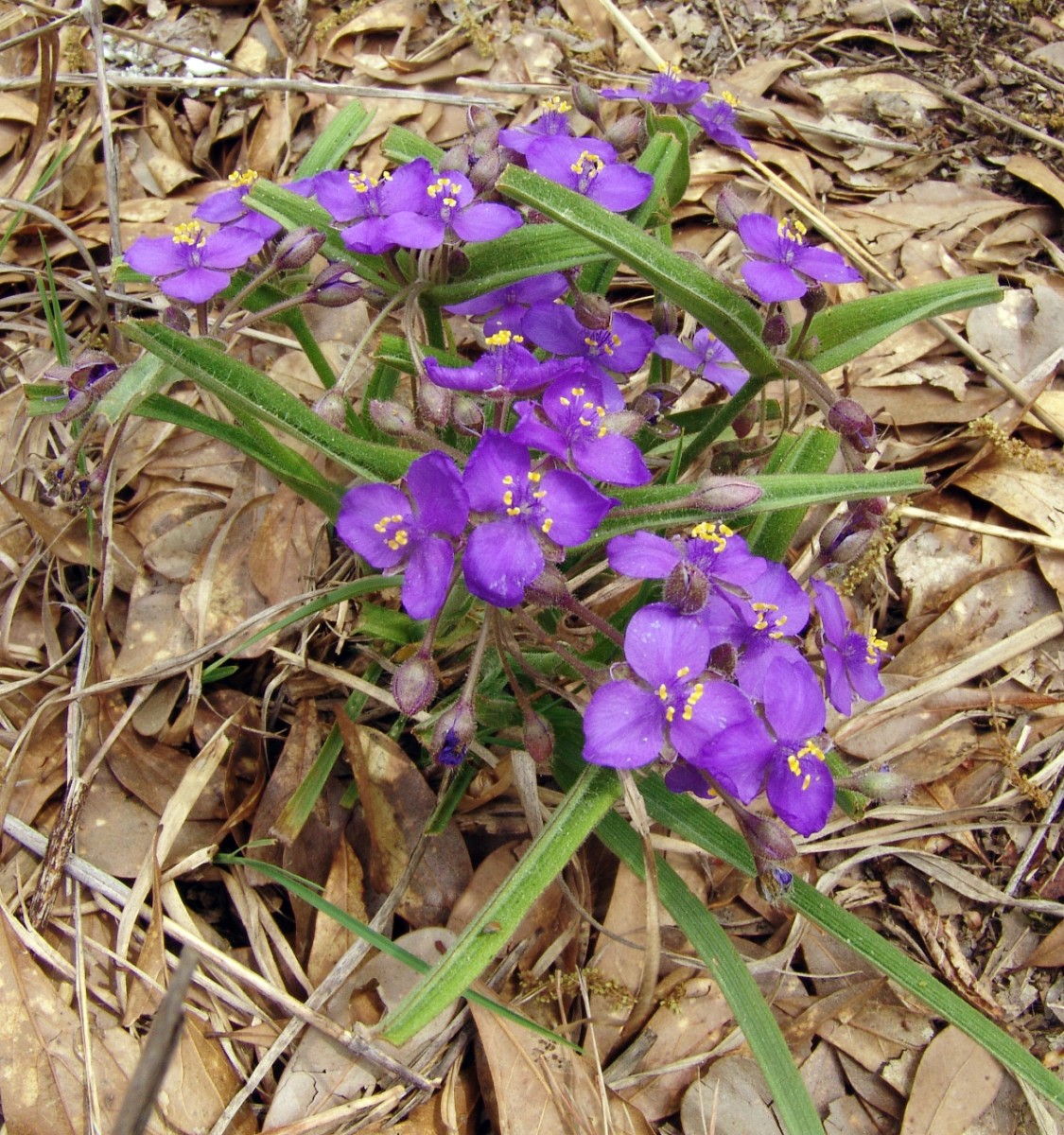 Tradescantia hirsuticaulis HeggiesRock GA G05.jpg