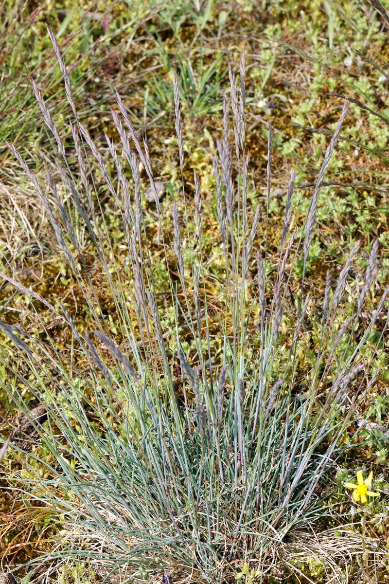Festuca sp blau Porphyrlandschaft SE Mücheln ST A02.jpg