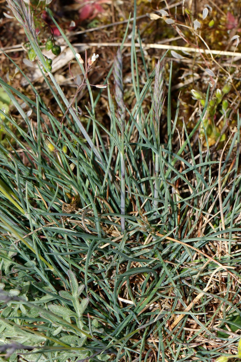 Festuca sp blau Porphyrlandschaft SE Mücheln ST A03.jpg