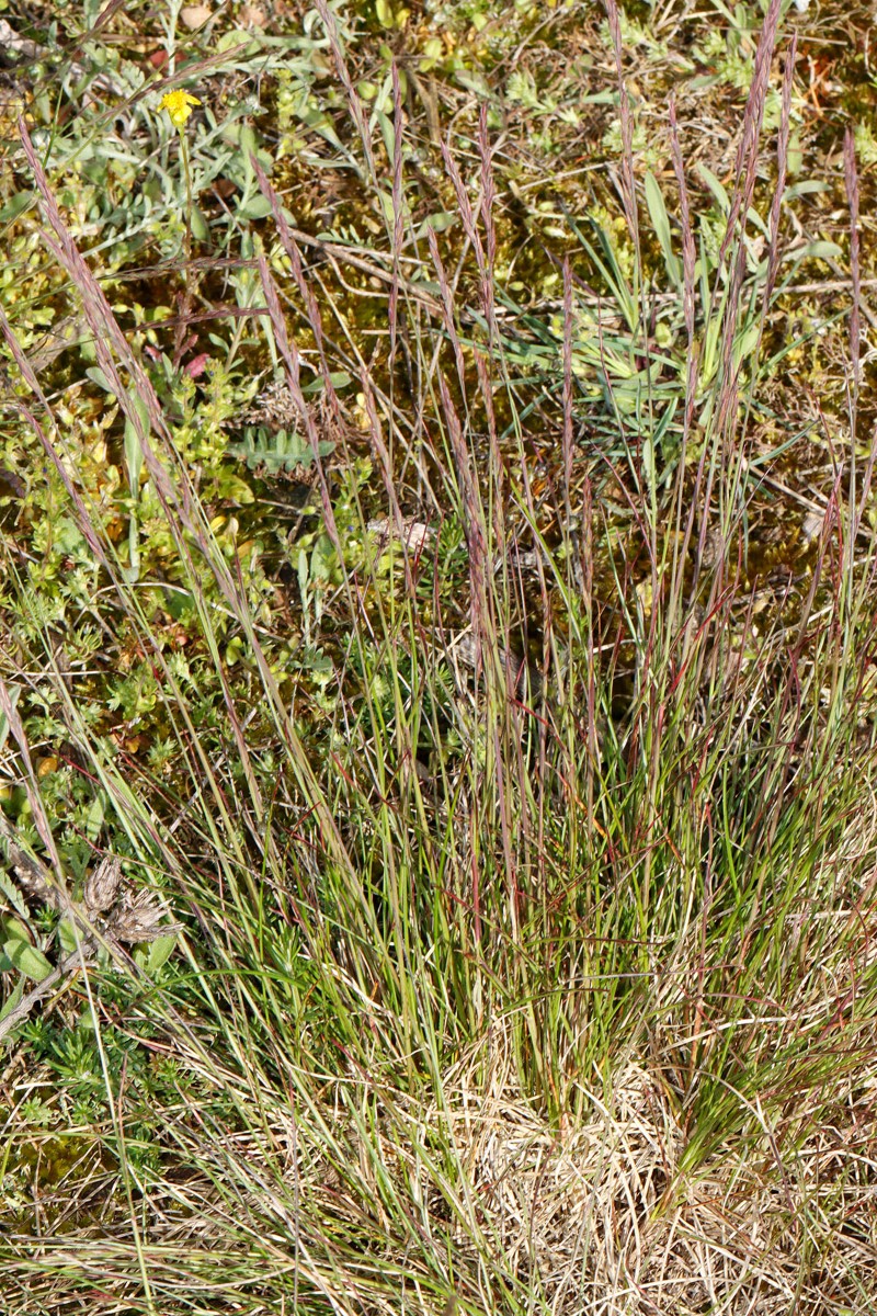 Festuca sp grün Porphyrlandschaft SE Mücheln ST A02.jpg