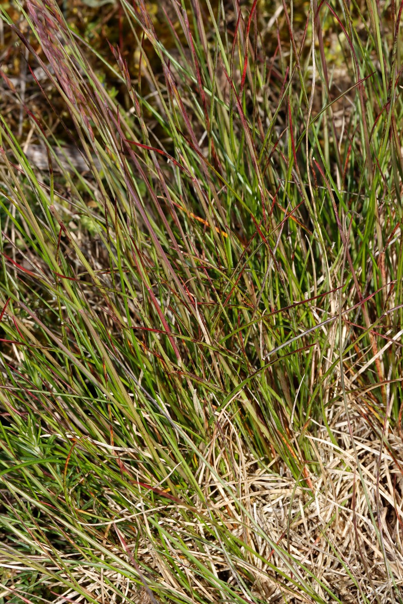 Festuca sp grün Porphyrlandschaft SE Mücheln ST A03.jpg