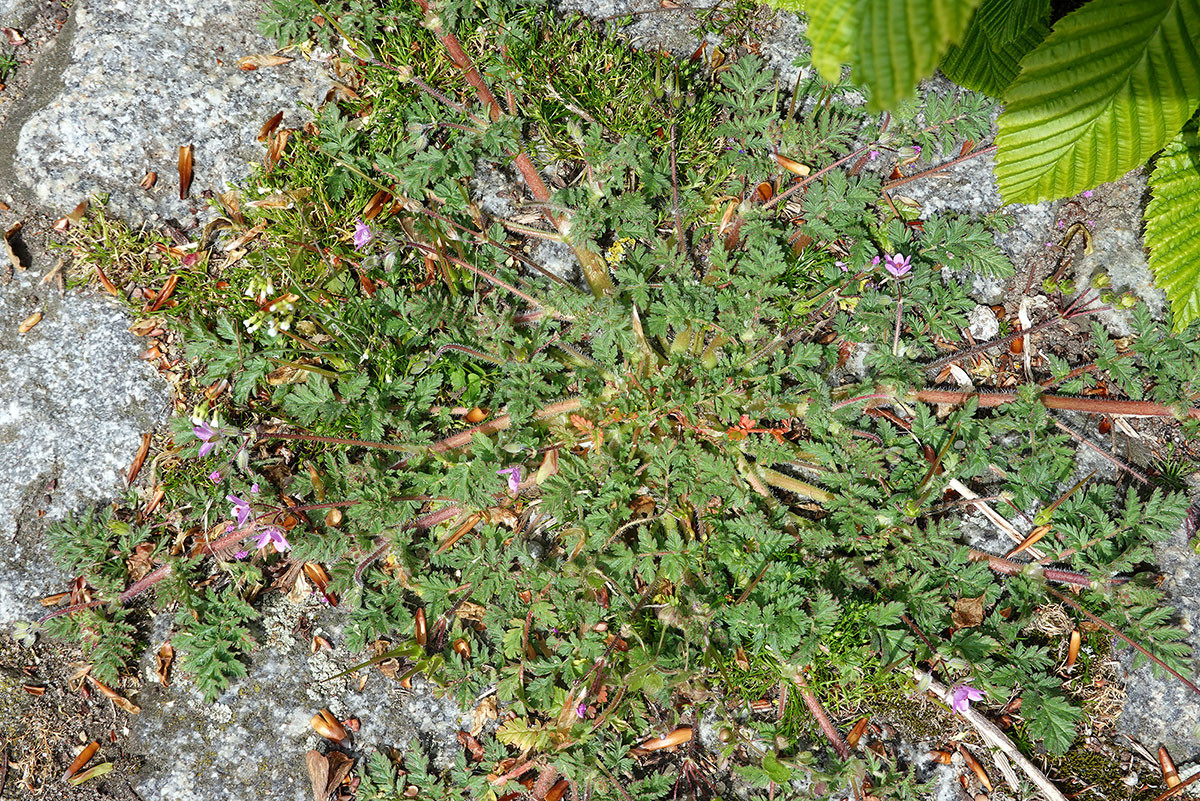 DSC00910.jpg