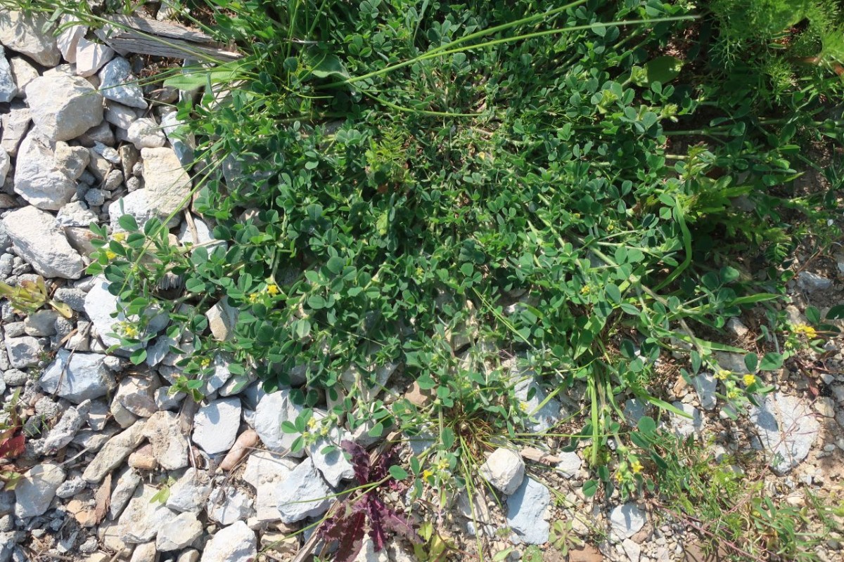 Medicago 1a_2023-05-05_Ebing.jpg
