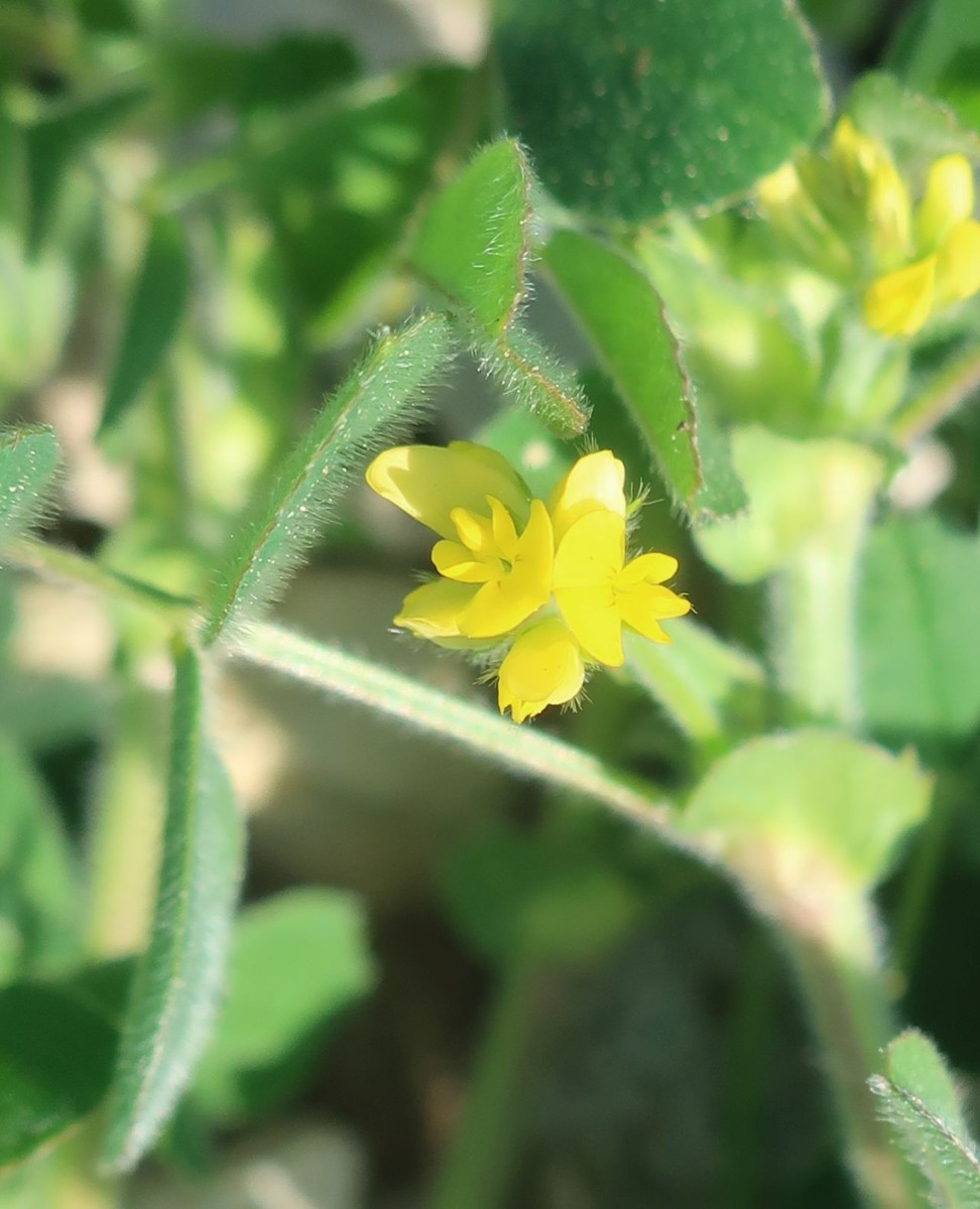 Medicago 1b_2023-05-05_Ebing.jpg