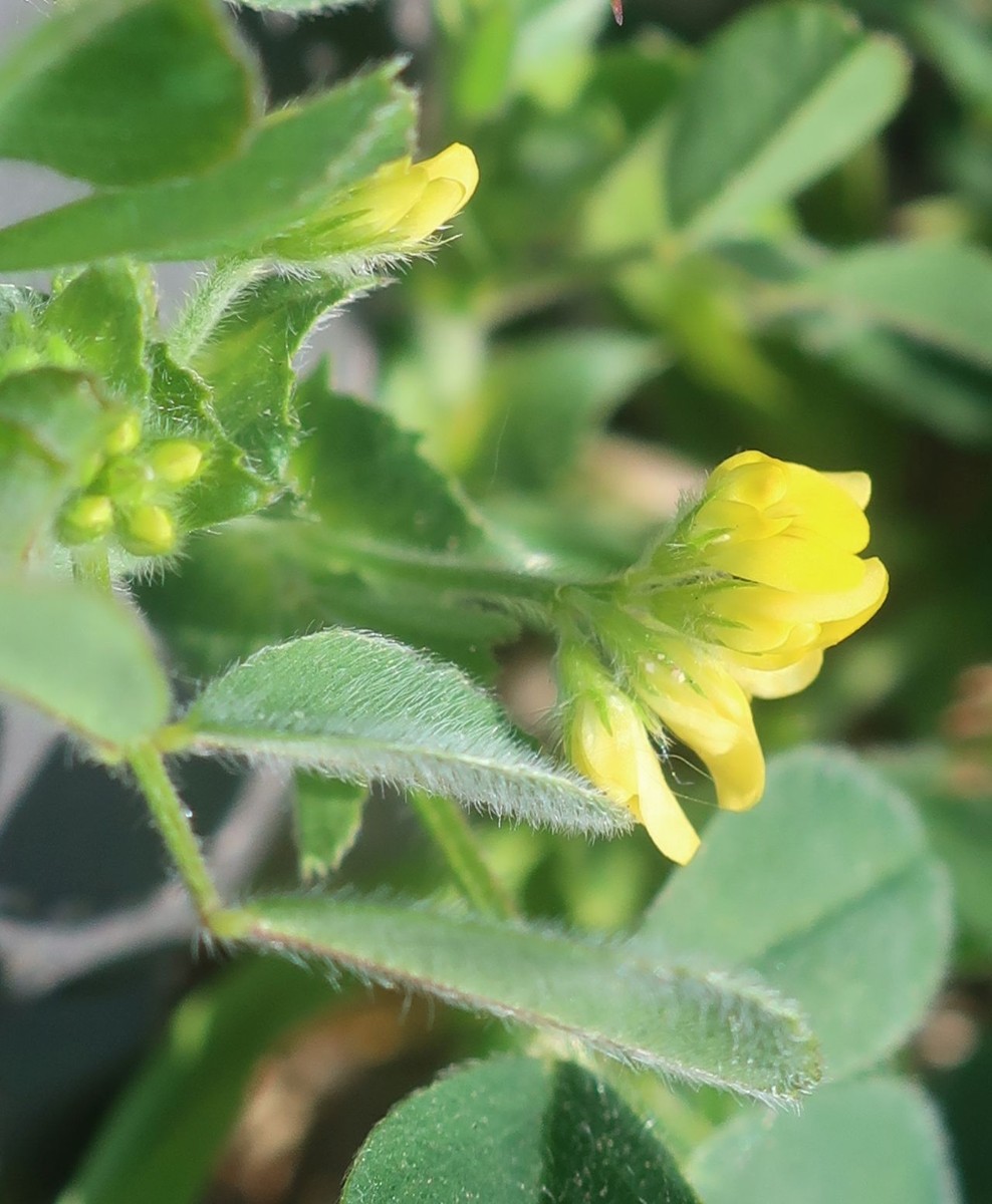 Medicago 1d_2023-05-05_Ebing.jpg