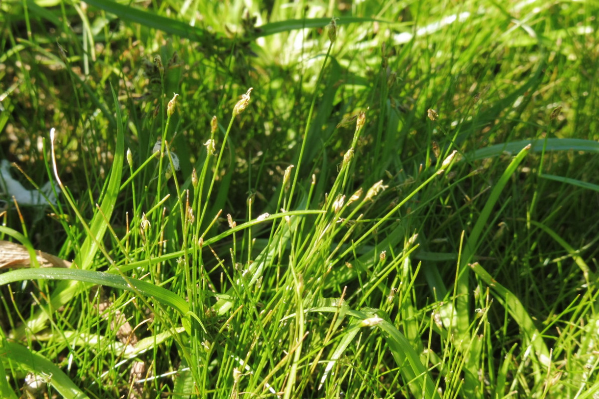 Eleocharis acicularis Nadel-Sumpfsimse 2.JPG