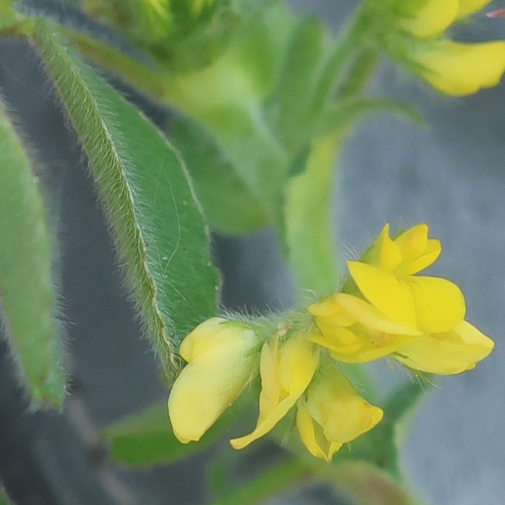 Medicago 1e_2023-05-05_Ebing.jpg