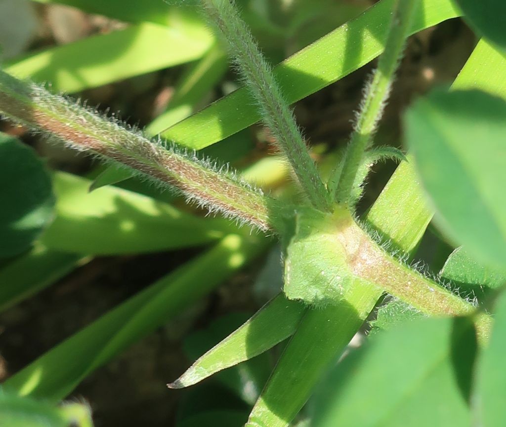 Medicago 1f_2023-05-05_Ebing.jpg