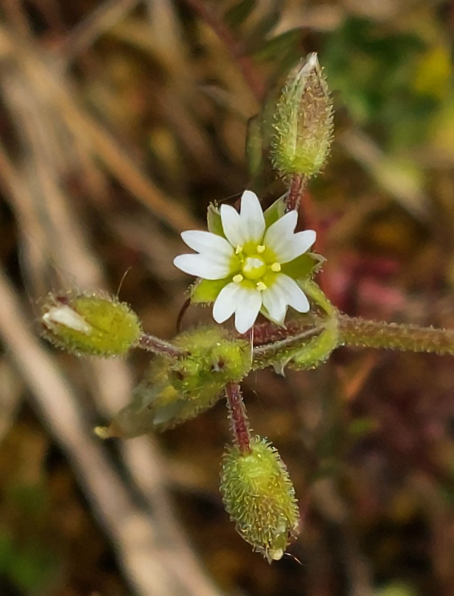 Cerastium 1d_2023-05-05_Obermain.jpg
