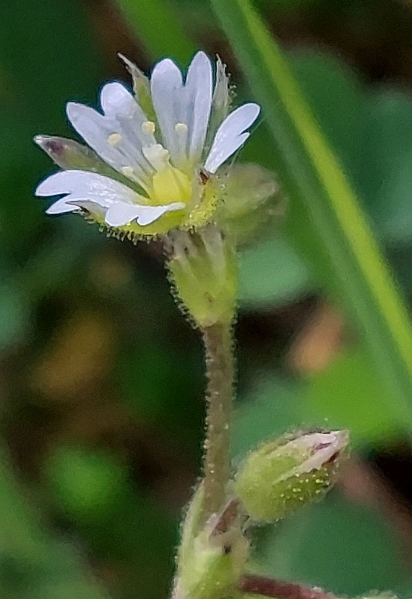 Cerastium 1e_2023-05-05_Obermain.jpg