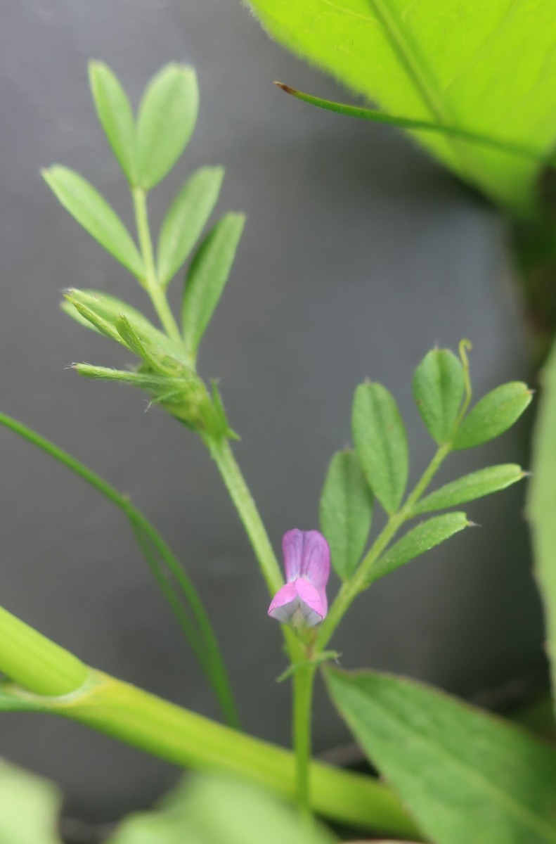 Vicia 1c_2023-05-05_Obermain.jpg