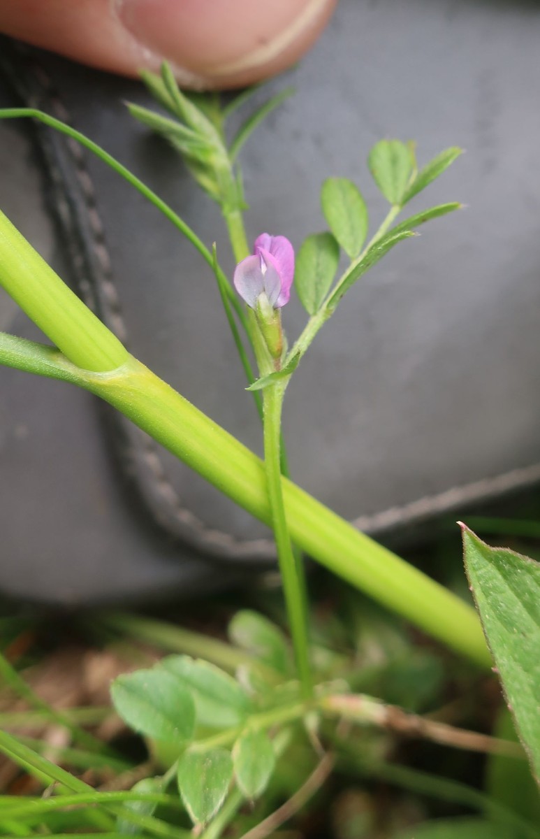 Vicia 1a_2023-05-05_Obermain.jpg