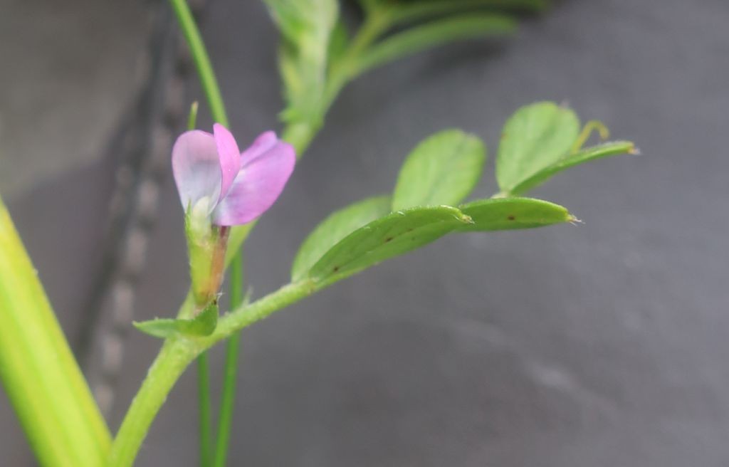 Vicia 1b_2023-05-05_Obermain.jpg