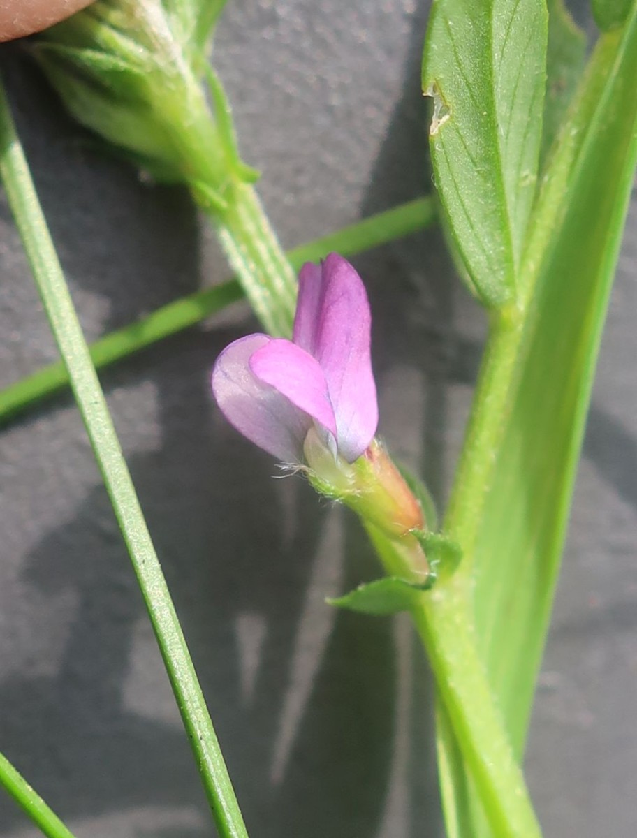 Vicia 1e_2023-05-05_Obermain.jpg