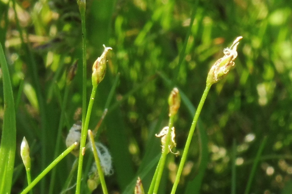 Eleocharis acicularis Nadel-Sumpfsimse 3.JPG