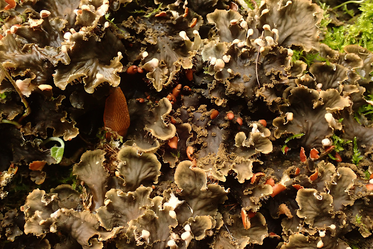 Peltigera-a_04-2023.jpg