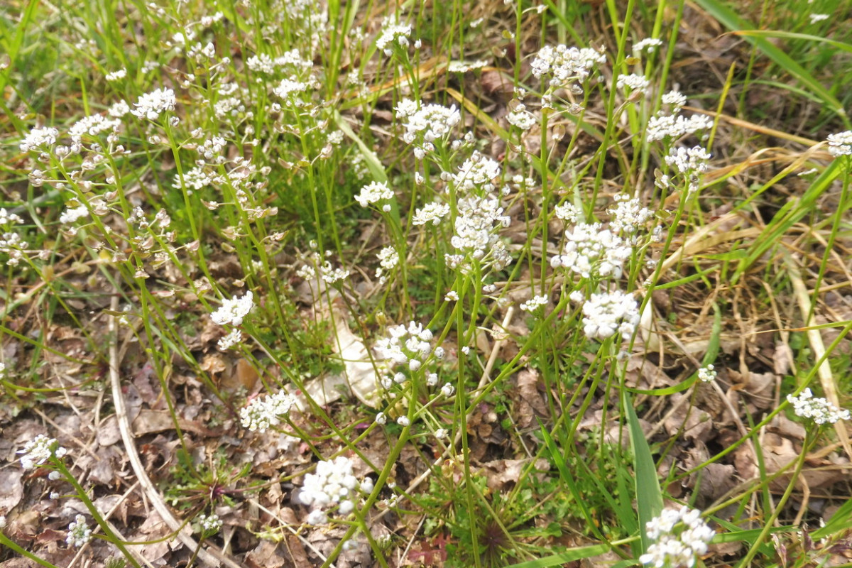 Teesdalia nudicaulis Bauernsenf.JPG