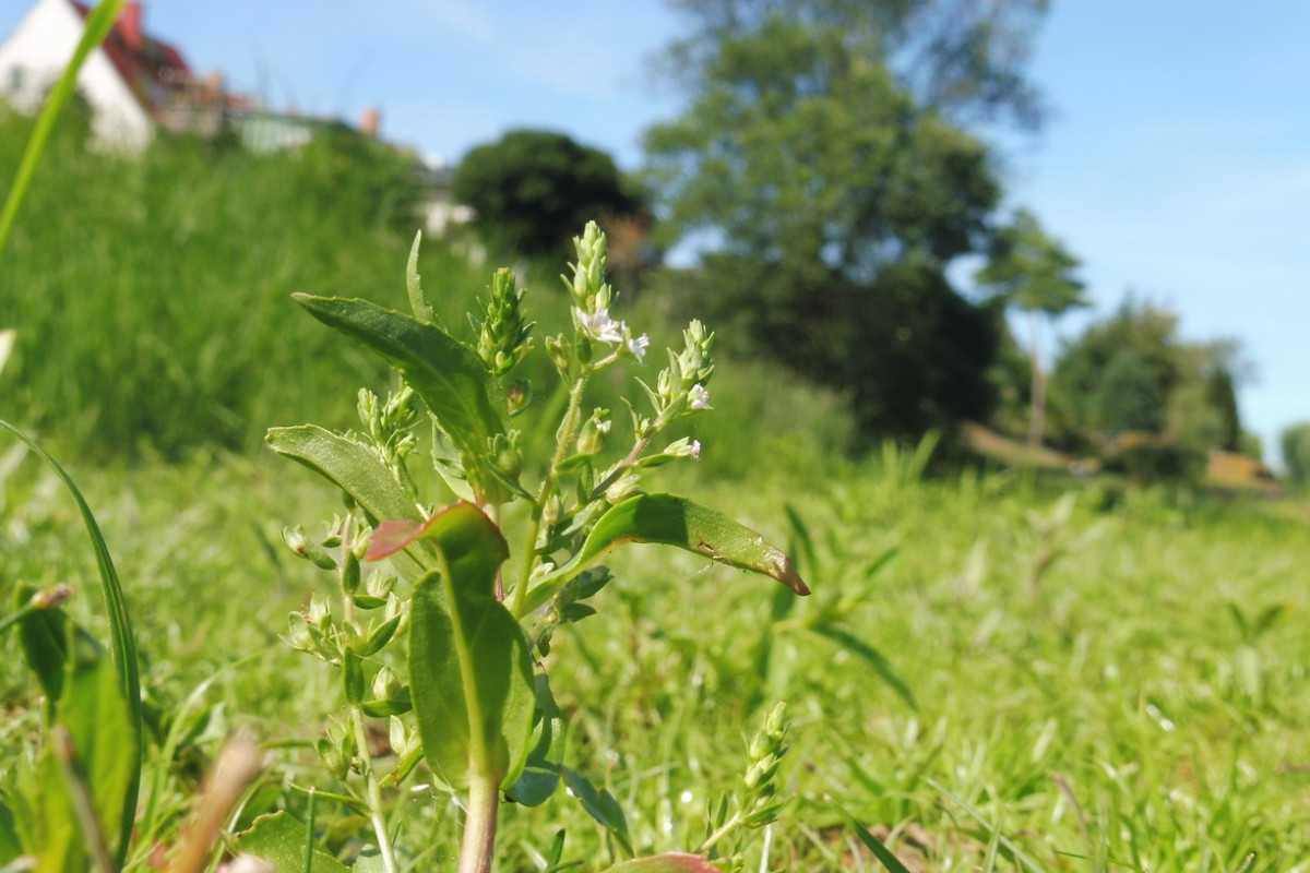 Veronica catenata Roter Wasserehrenpreis 1.JPG