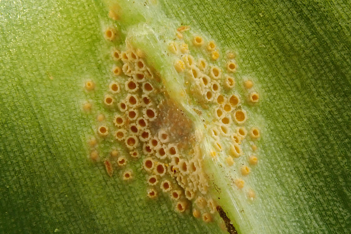 Puccinia sessilis_04-2023.jpg