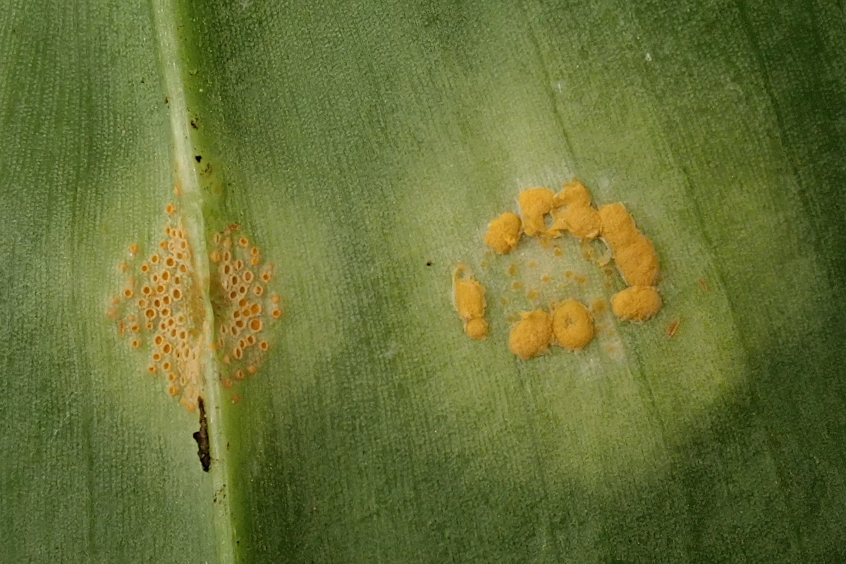 Puccinia sessilis + Caeoma allii-ursini agg_04-2023.jpg