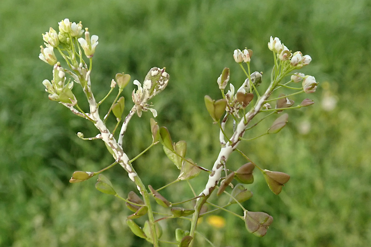 Albugo candida agg-a auf Capsella bursa-pastoris_04-2023.jpg