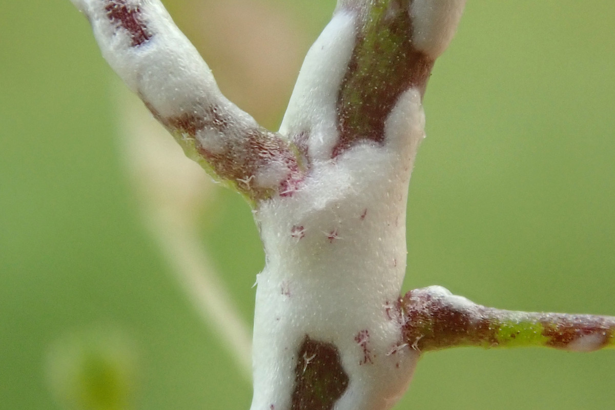 Albugo candida agg-b auf Capsella bursa-pastoris_04-2023.jpg