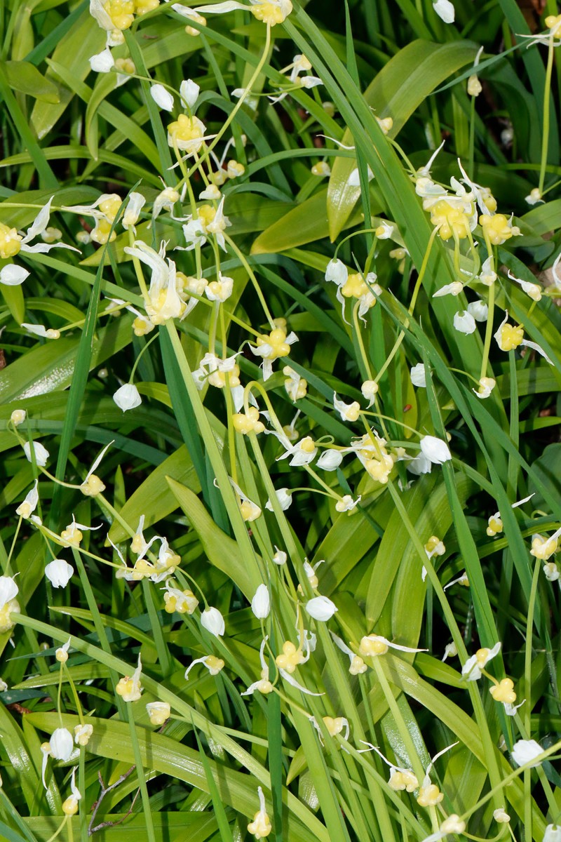 Allium paradoxum Neubrandenburg Stadtmauer A01.jpg