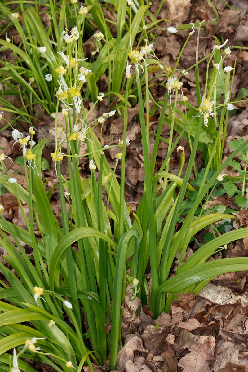 Allium paradoxum Neubrandenburg Stadtmauer A06.jpg