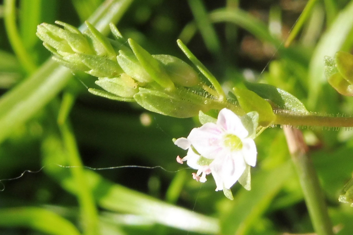 Veronica catenata Roter Wasserehrenpreis 2.JPG