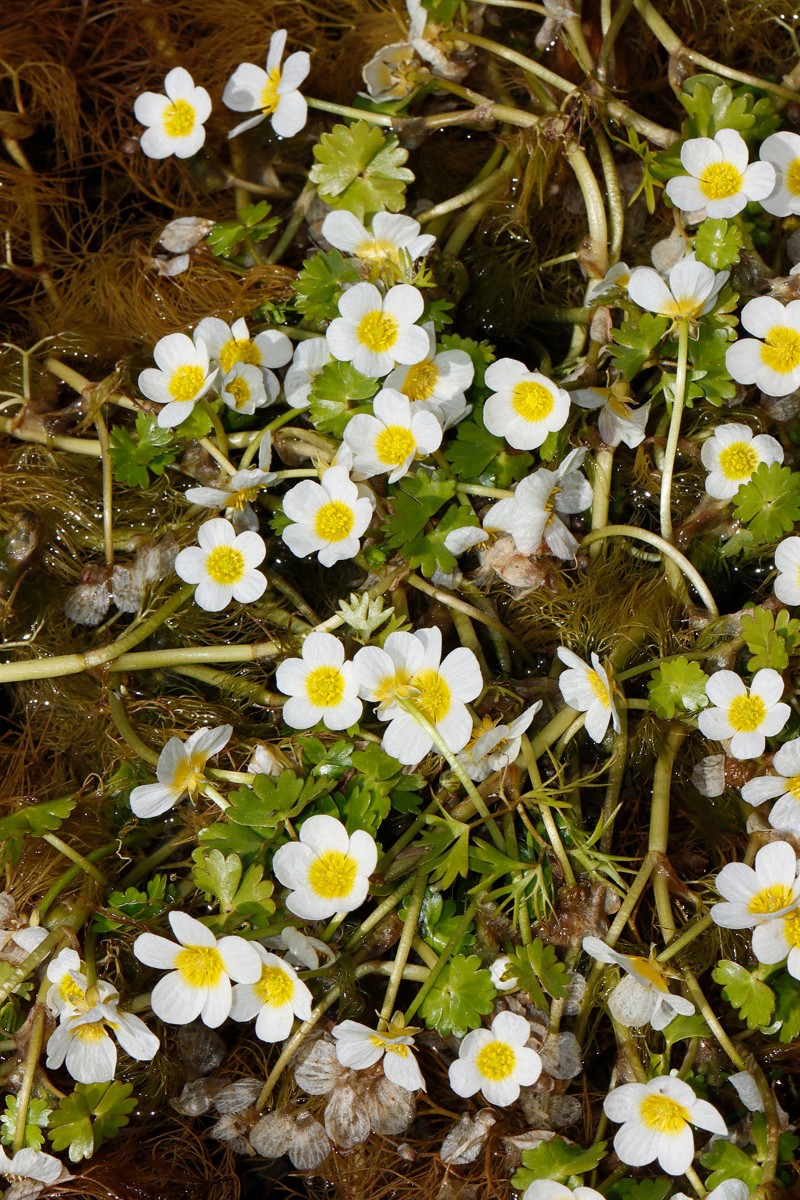 Ranunculus (Batrachium) sp Neustrelitz Süd MV A06.jpg