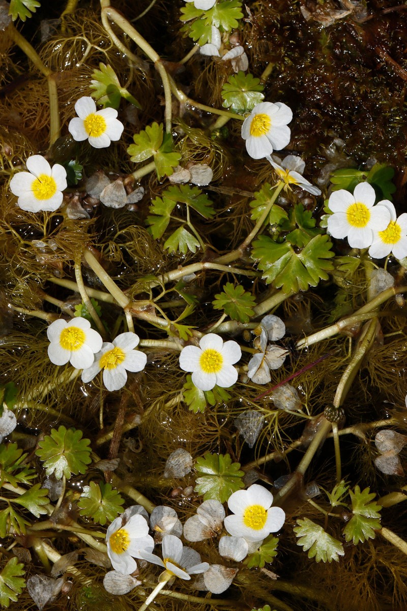 Ranunculus (Batrachium) sp Neustrelitz Süd MV A07.jpg