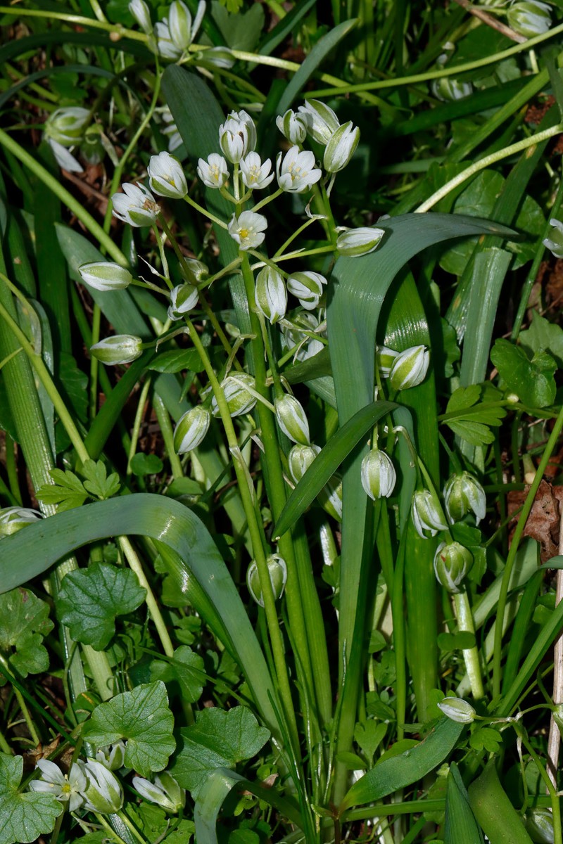 Ornithogalum balansae SchlossKlink Müritz A03.jpg