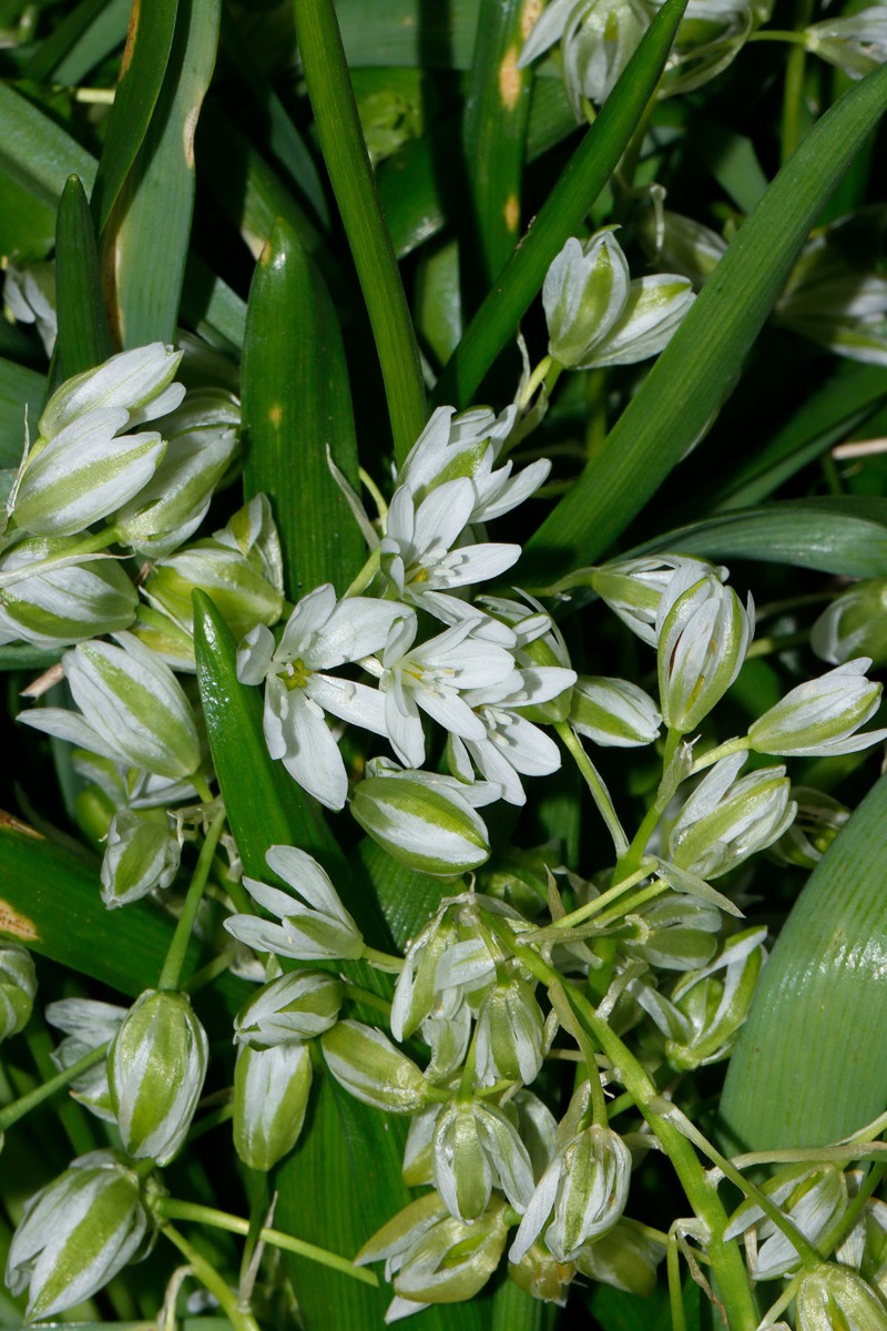 Ornithogalum balansae SchlossKlink Müritz A06.jpg