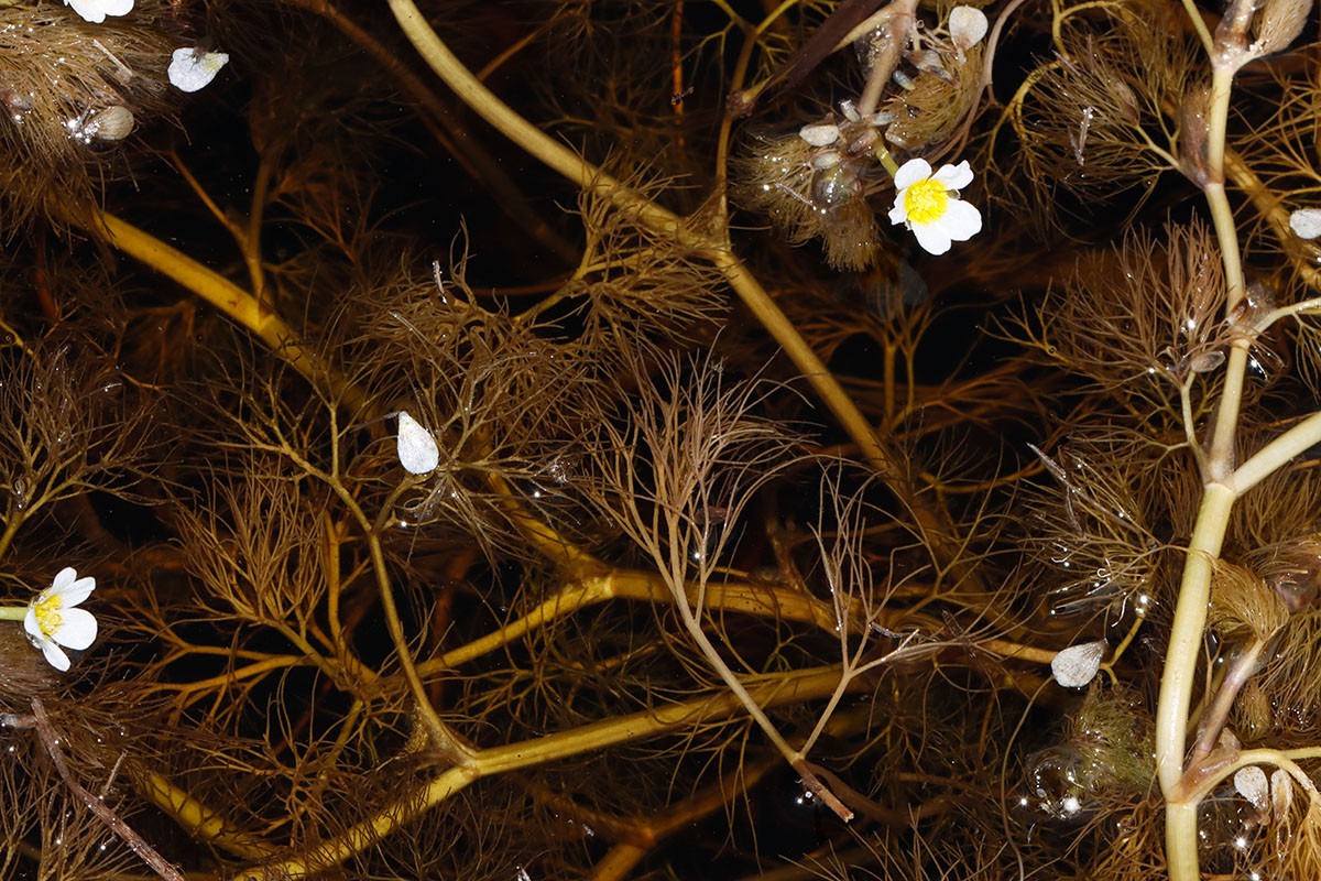 Ranunculus (Batrachium) sp MV Kuckssee Lapitzsee A03.jpg