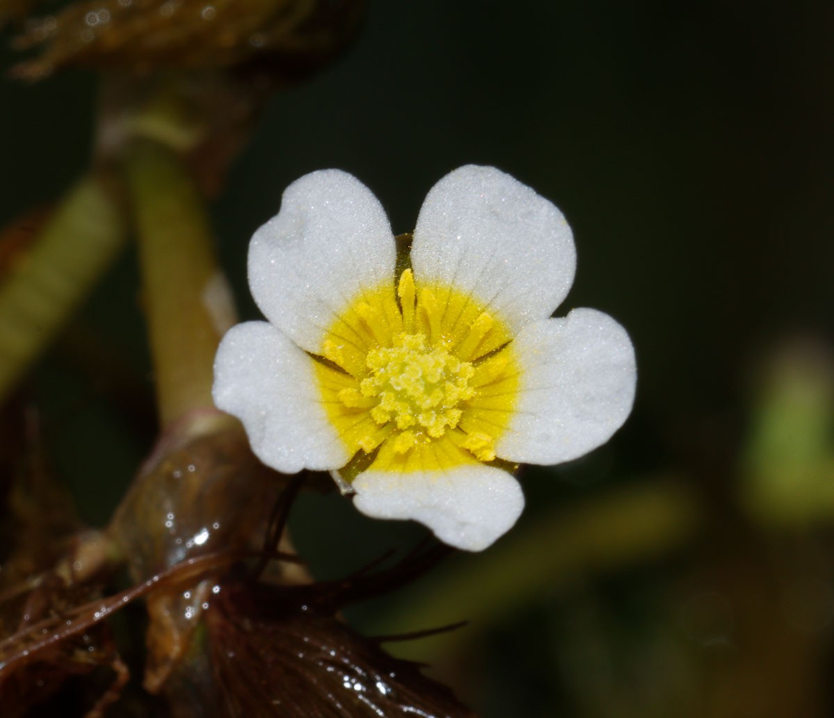 Ranunculus (Batrachium) sp MV Kuckssee Lapitzsee A05.jpg