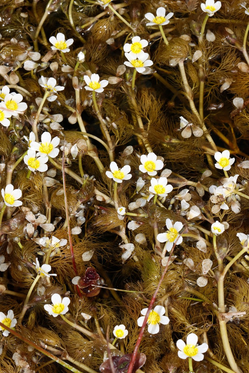 Ranunculus (Batrachium) sp MV Kuckssee Lapitzsee A06.jpg