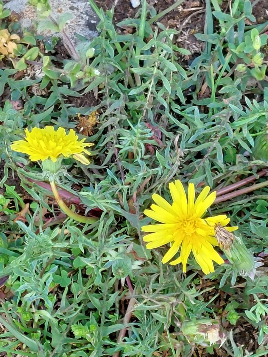 Taraxacum 1a_Morgenbuehl_2023-05-06.jpg
