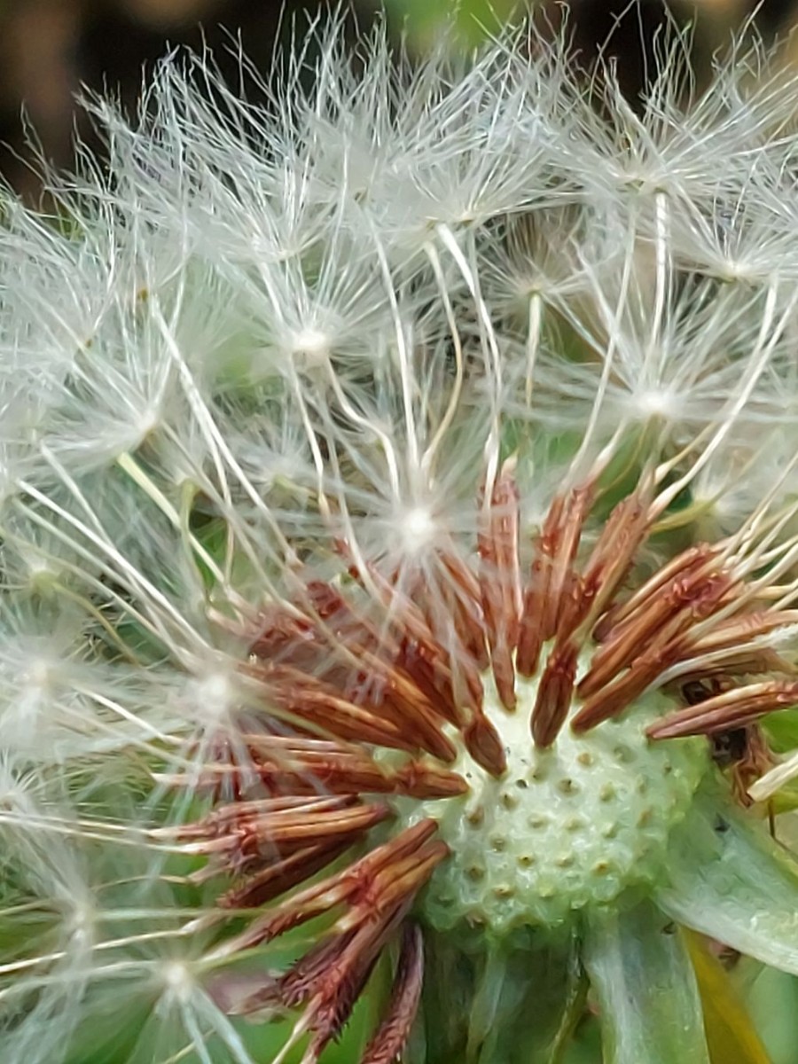 Taraxacum 1b_Morgenbuehl_2023-05-06.jpg
