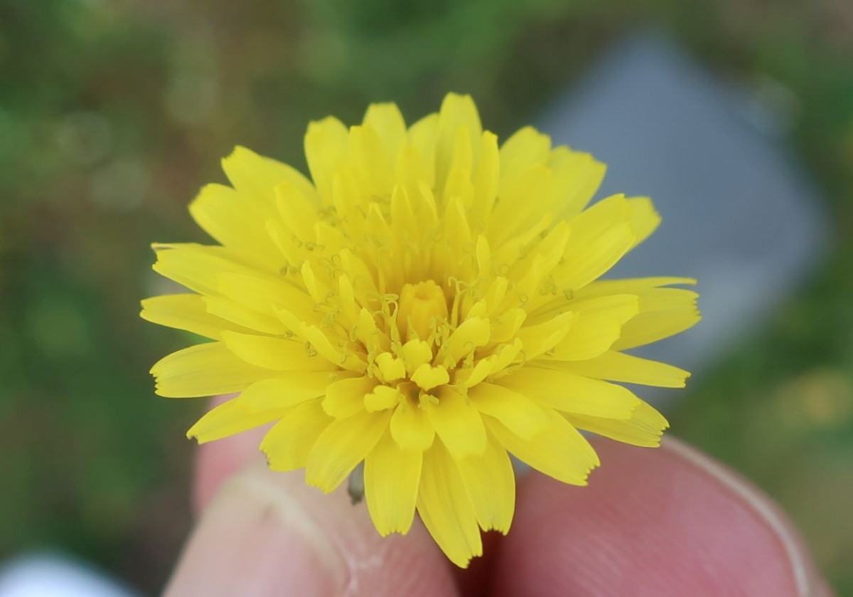 Taraxacum 1c_Morgenbuehl_2023-05-06.jpg