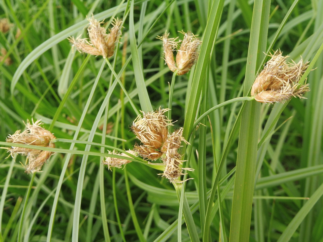 Bolboschoenus_Oder 2.JPG